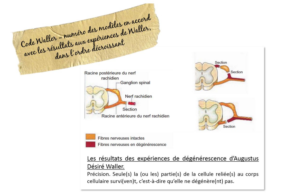 Résultats des expériences de Waller