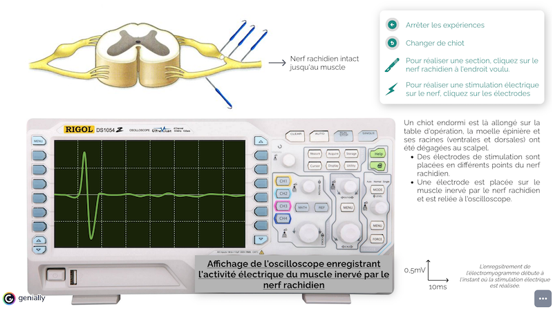 Simulation interactive des expériences de Magendie