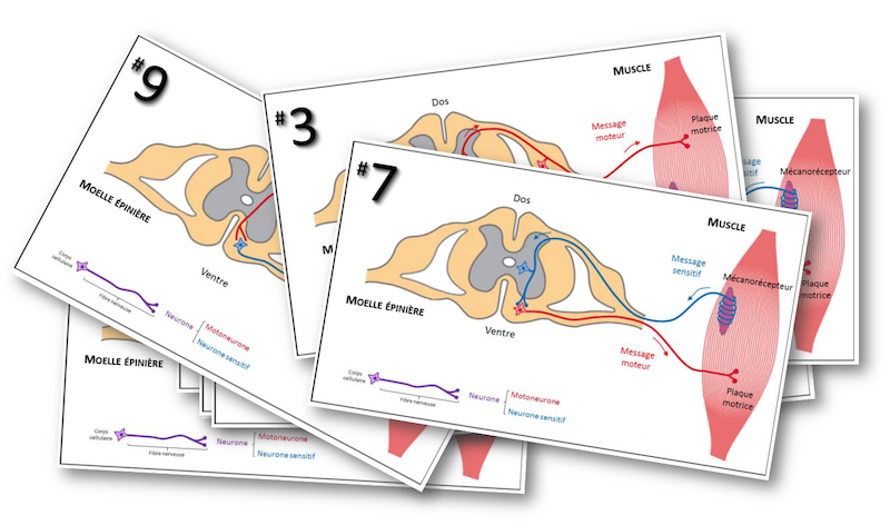 Cartes portant différents trajets nerveux réflexes possibles